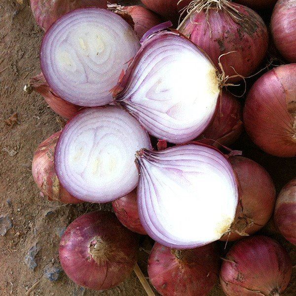 محصول بصل أحمر طازج